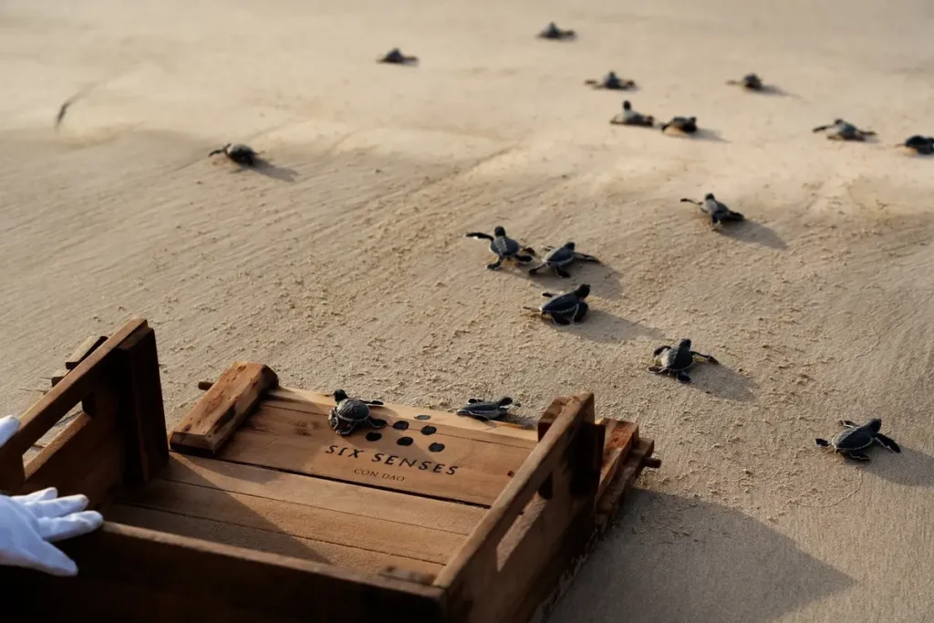 Small sea turtle hatchlings cross the sand beside wooden release trays on the resort beach.