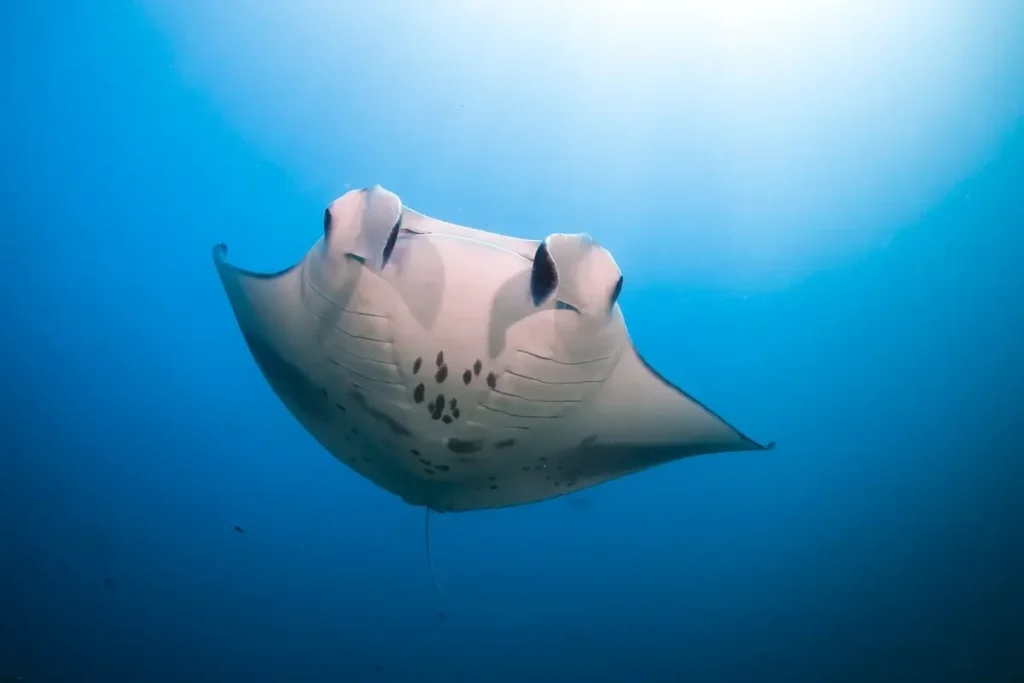 A manta ray swims through blue water with its pale underside facing the camera and sunlight filtering from above.