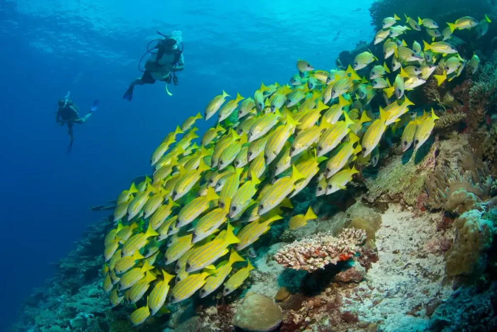Two scuba divers swim beside a school of yellow fish and a coral-covered reef in blue water.