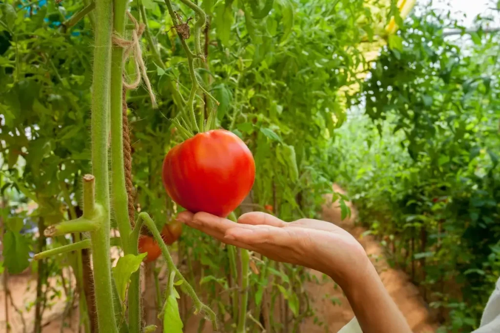 Hand beneath a ripe red tomato growing among green vines at Dibba Farm